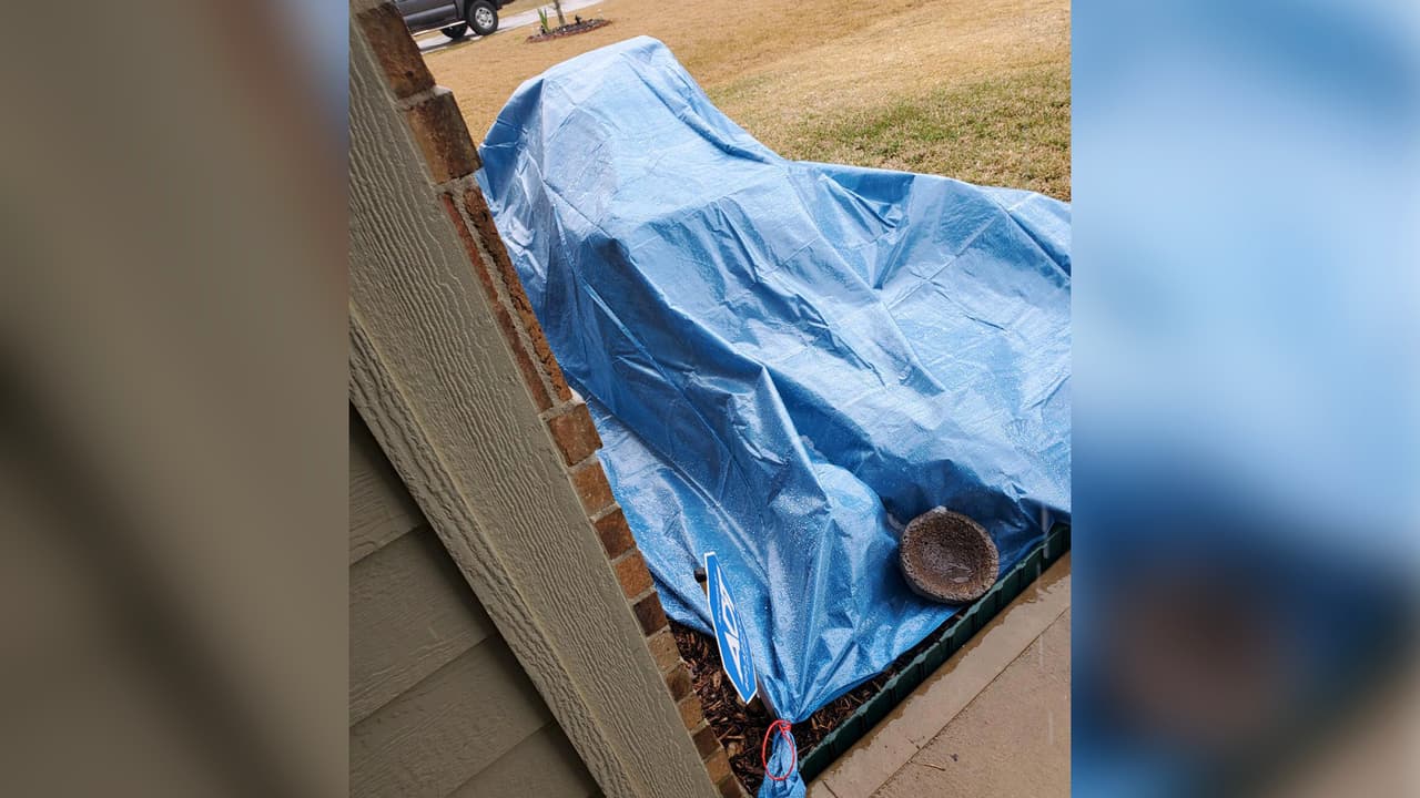 Las plantas y las mascotas deben estar protegidas porque son los que más sufren de las bajas temperaturas.