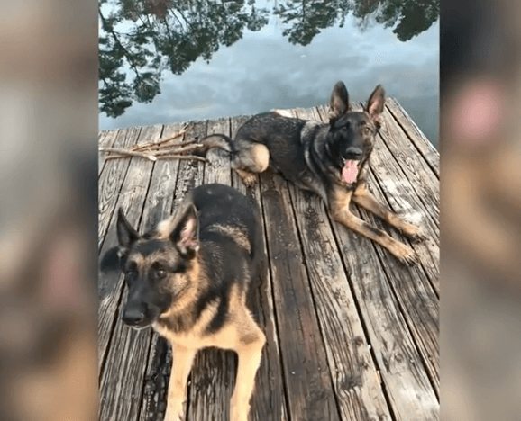 Encargó el cuidado de sus perros en una App y los animales murieron en una semana