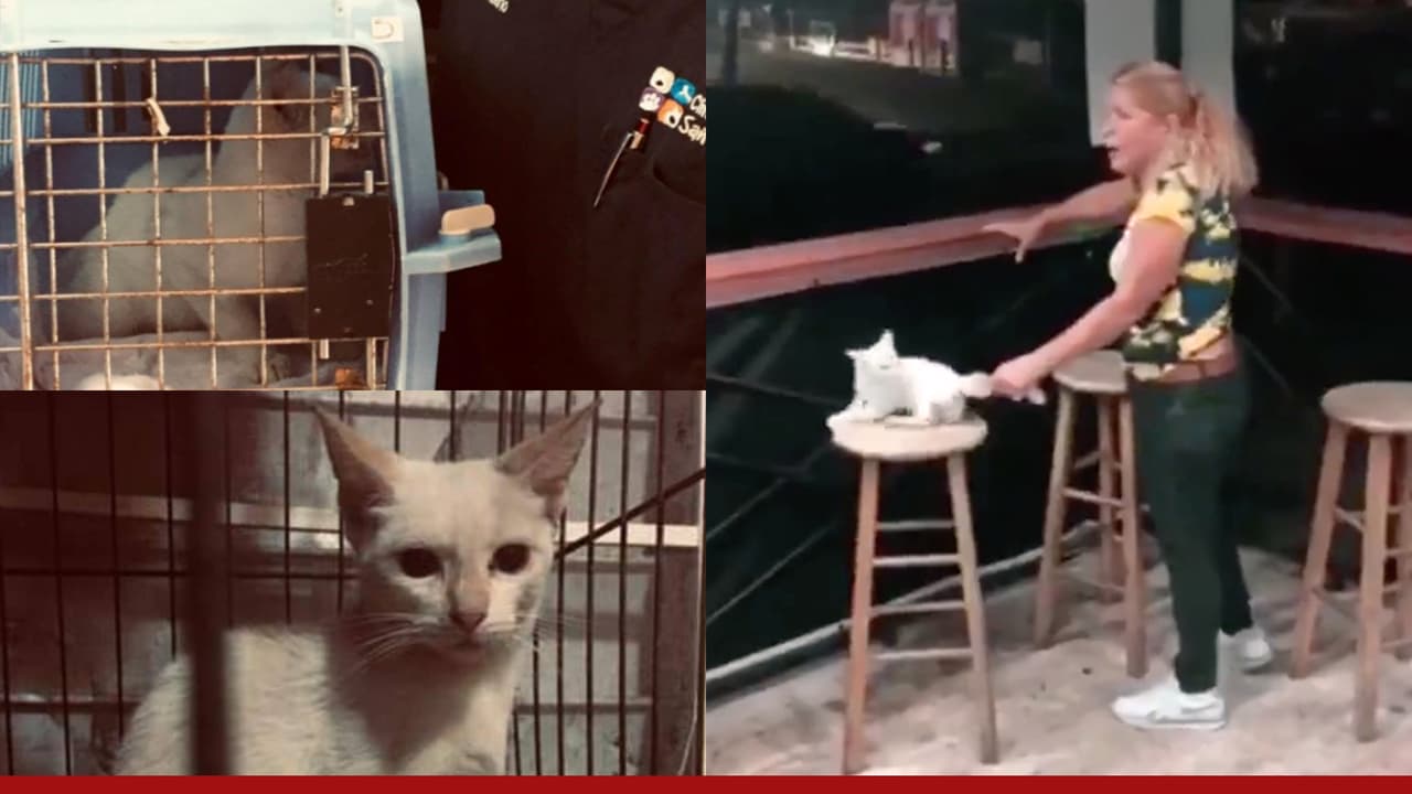 Gata maltratada en Bayamón tiene fractura en la cadera izquierda