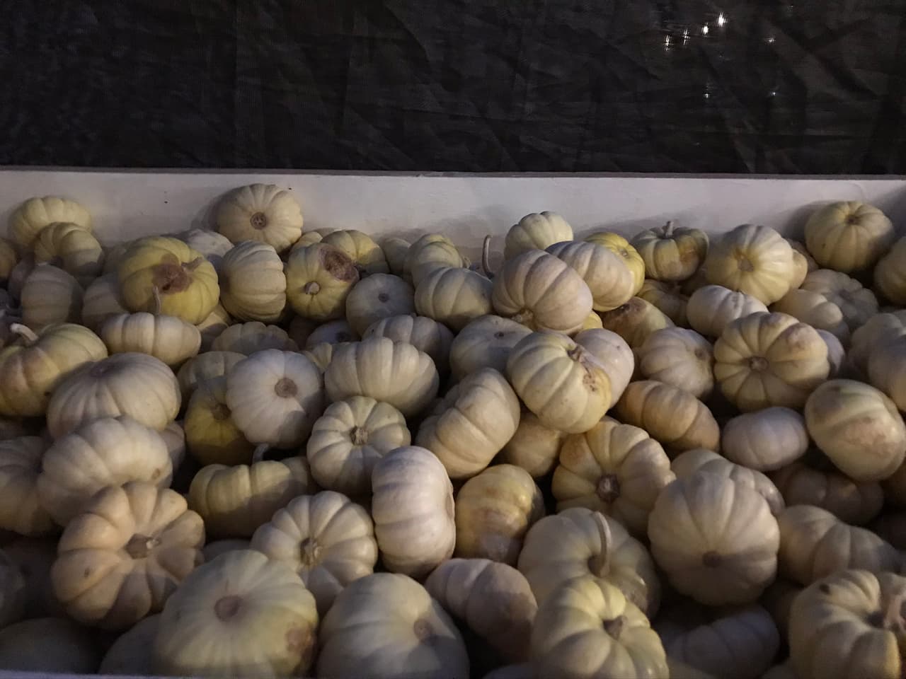 No son cabezas de ajo. Son las 'mini white pumkin' muy populares para decorar escritorios y espacios pequeños.