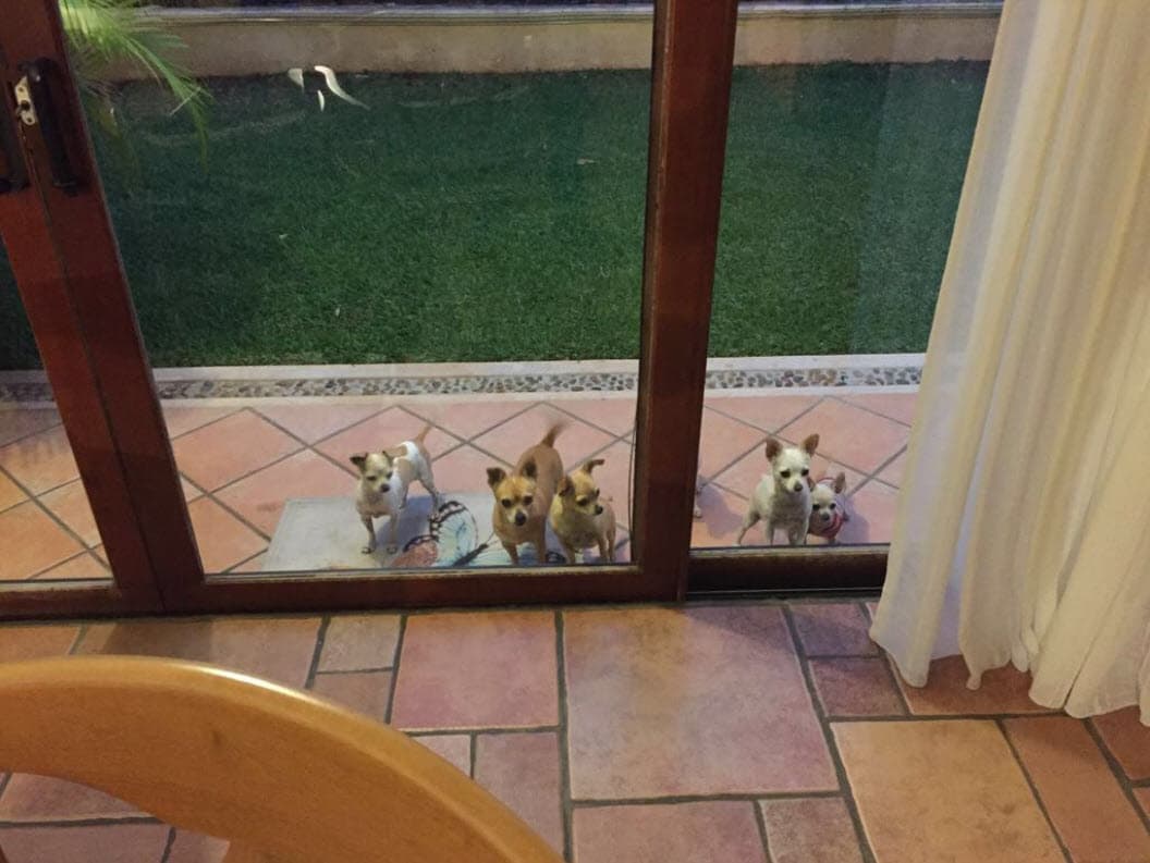 Tras la muerte de Roberto Gómez Bolaños, 
<b>sus perros se convirtieron en la única compañía de la actriz</b>, pues de acuerdo con información del programa 'Ventaneando', vive sola en su residencia, esto debido a que nunca tuvo hijos.
<br>