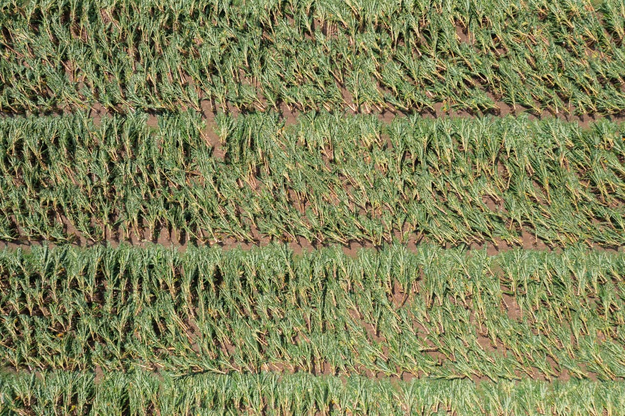 Una vista aérea de platanales en Guayama, un pueblo en el sur de la isla que recibió fuertes cantidades de lluvia por el huracán Fiona.