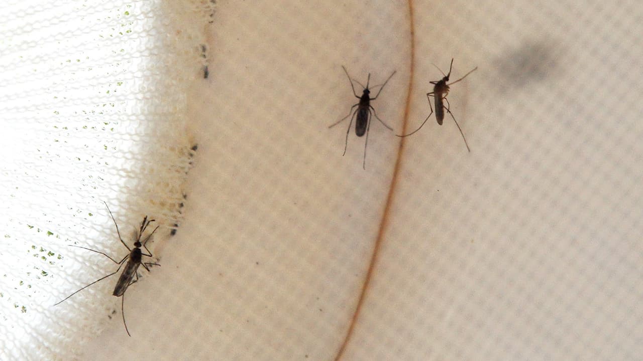 Dallas anuncia jornada de fumigación tras confirmarse mosquitos portadores de virus del Nilo Occidental 