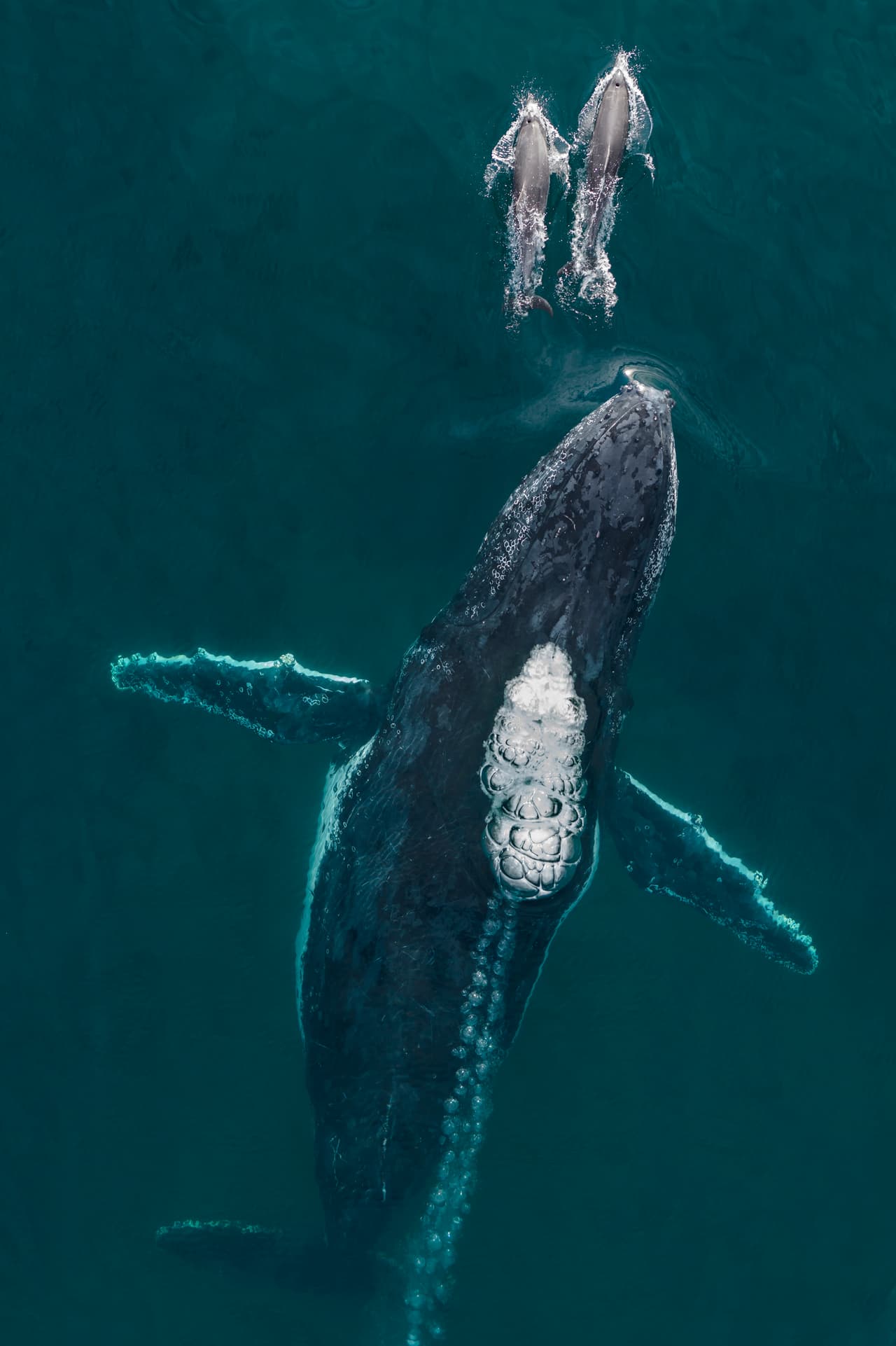 Dos delfines nariz de botella montan la nariz de una ballena jorobada. Esta imagen fue capturada a tres millas náuticas de la costa de Byron Bay, Australia. 
<br>
