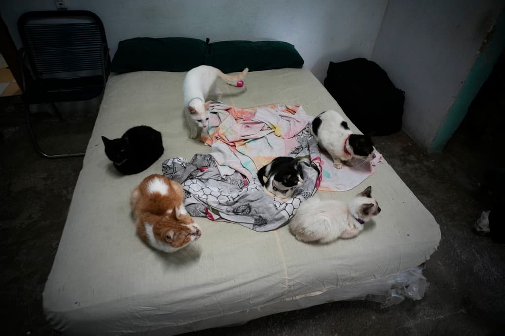 Aumenta el número de mascotas abandonadas en Cuba, afirman activistas