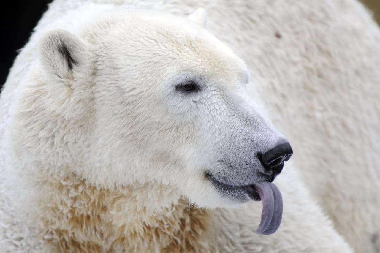 Los restos que dejan tras comer le sirven de comida a varios otros animales, como los zorros árticos. Esto les da un rol esencial en su ecosistema.