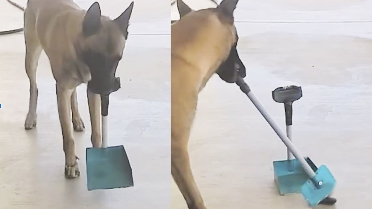Perrito conmociona Internet al limpiar sus propias heces: usa la escoba y recogedor como experto