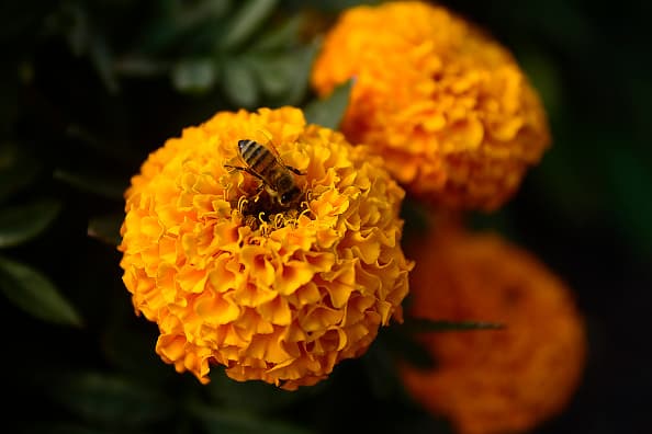 Huitzilin, en forma de un colibrí, regresó junto a su amada que ahora era una flor y se posó sobre ella, la cual inmediatamente se abrió en 20 pétalos, surgiendo de ahí la flor de cempasúchil.
<br>