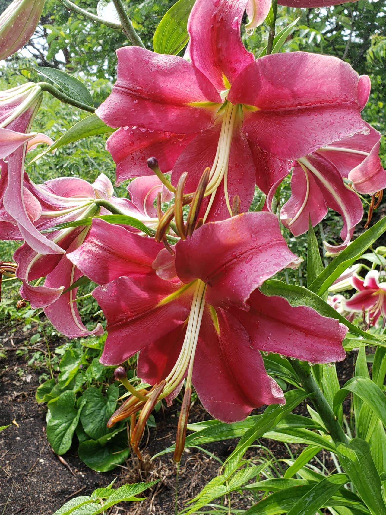 Abierto todo el año para disfrutar de diferentes plantas, flores, cascadas y más.