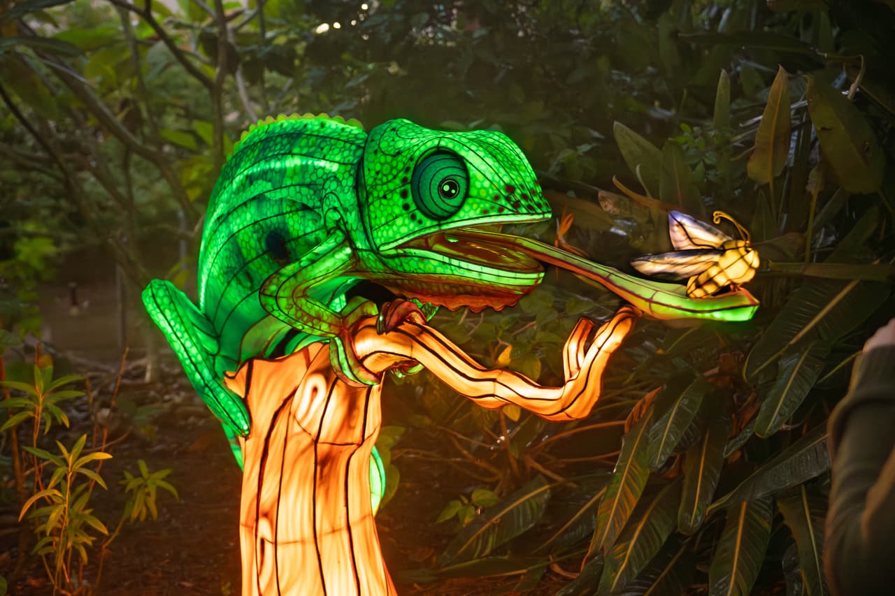 <b>Actividades familiares: </b>Talleres de linternas, encuentro con Kiwi Santa y Mini Serengeti Express ofrecen experiencias educativas y recreativas para toda la familia.