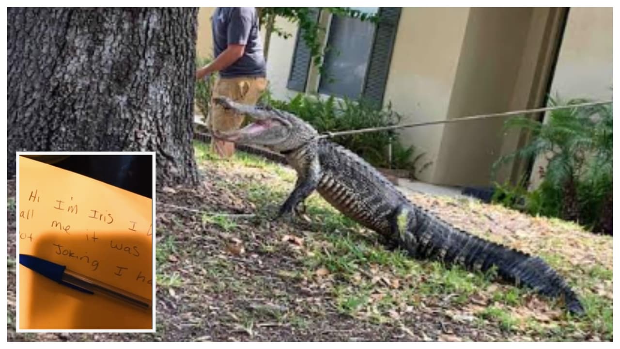 “Fue un caimán. Tengo pruebas”: encuentra destruida la entrada de su casa con una nota de la vecina