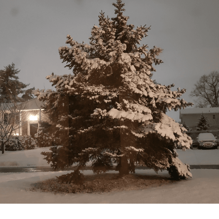 Dimary Almonte compartió esta foto de un árbol nevado.