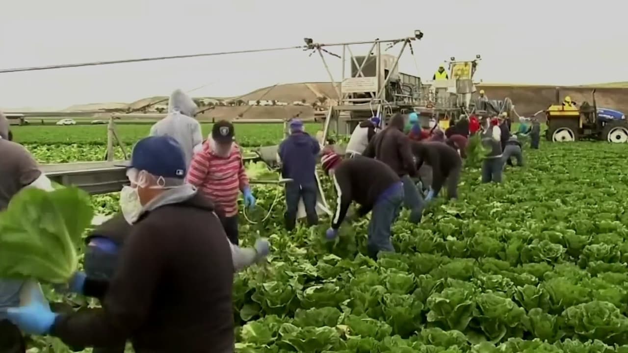 Escasez agrícola impulsa cambios al programa de visas H-2A en Estados Unidos