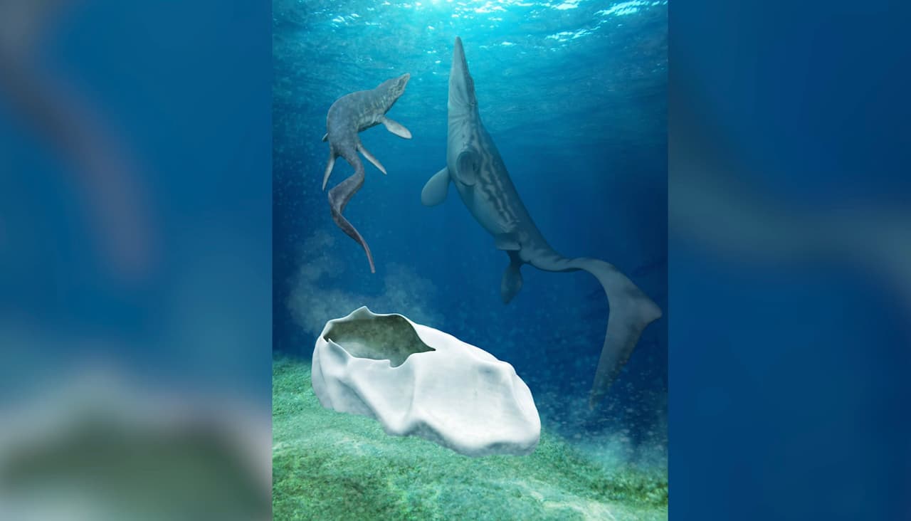 Científicos descubren misterioso fósil que podría pertenecer a un lagartijo marino extinto