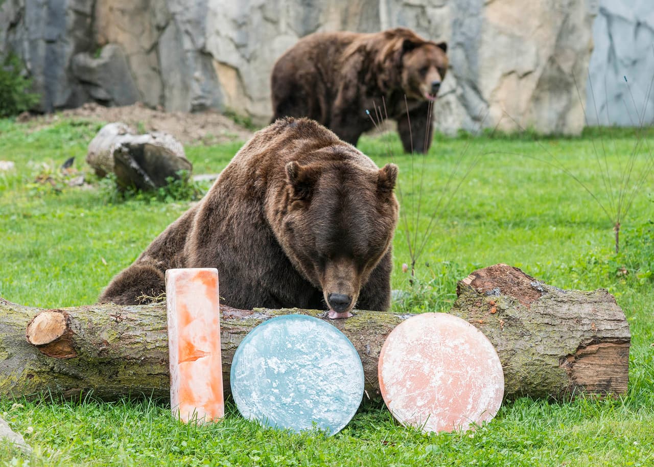 Axhi y Jim, los dos osos pardos del zoológico recibieron golosinas de hielo congelado en la forma del número 100.