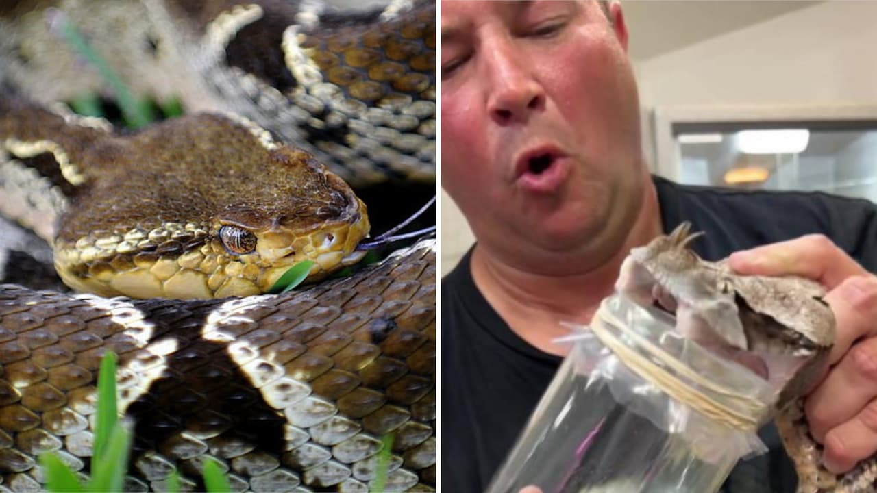 Trabajador de zoológico muestra cómo extrae el veneno de una serpiente: no paró de sudar