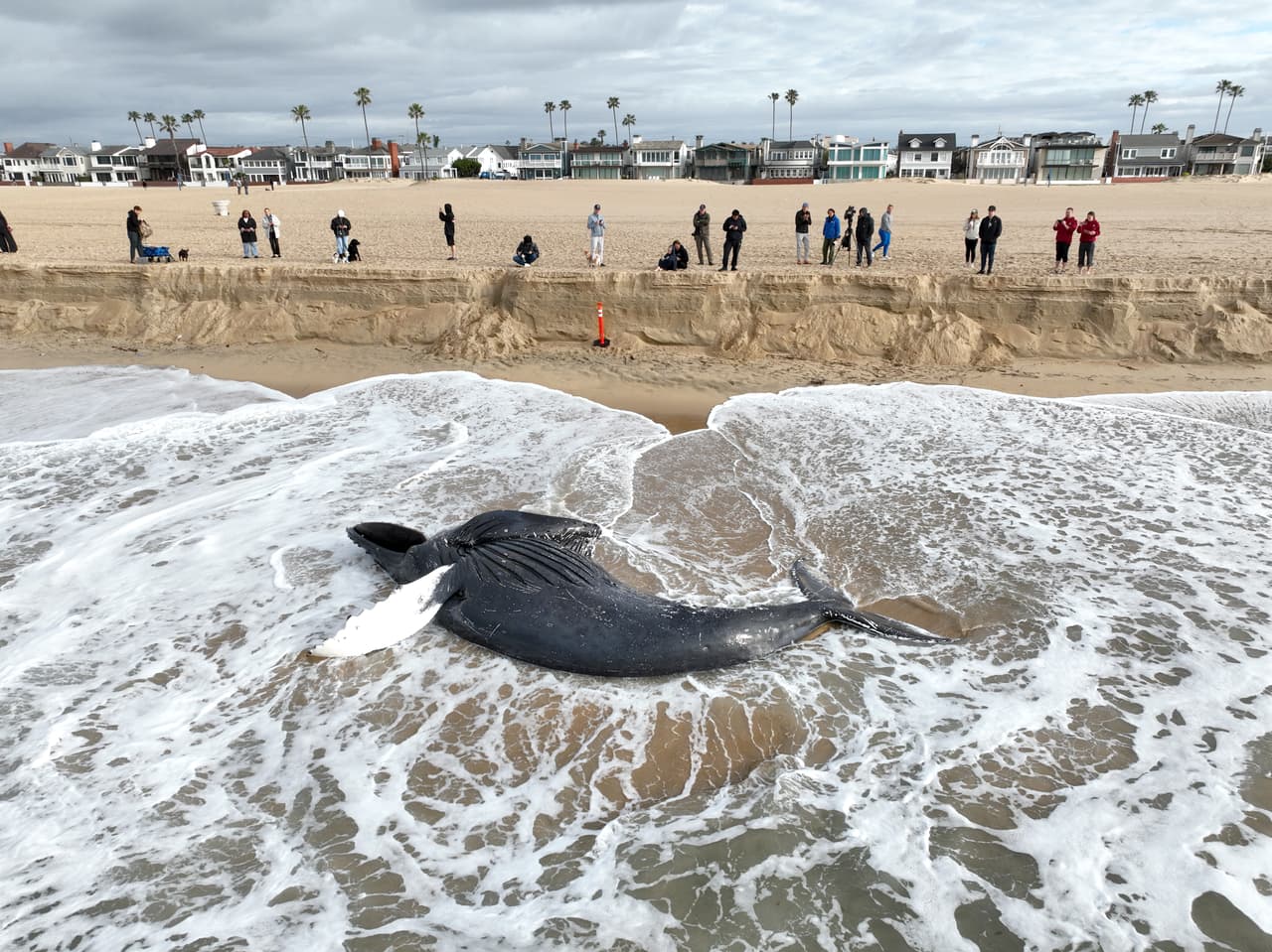 Hallan muerta una ballena jorobada joven en Newport Beach: pesa 10 toneladas