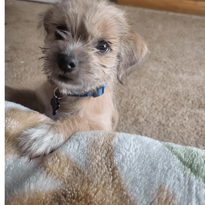 Charlie es otro de los consentidos.