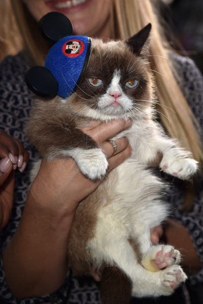 Una celebridad arizonense captó la atención de las cámaras durante la alfombra roja del estreno de la película de Disney "Cinderella". Sin embargo, no se trata de un actor, músico o atleta, sino del famoso Grumpy Cat, quien cautivó a más de uno con su carita de enojado. Hasta los cineastas de "Frozen" se tomaron una foto con el felino. Aunque parece molesto, al parecer al gatico le gustan las cámaras porque estuvo muy tranquilo mientras explotaban las luces de los fotógrafos.