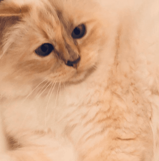 El felino, se dice, ahora podría ser heredero de su fallecido amo.
<br>
<br>