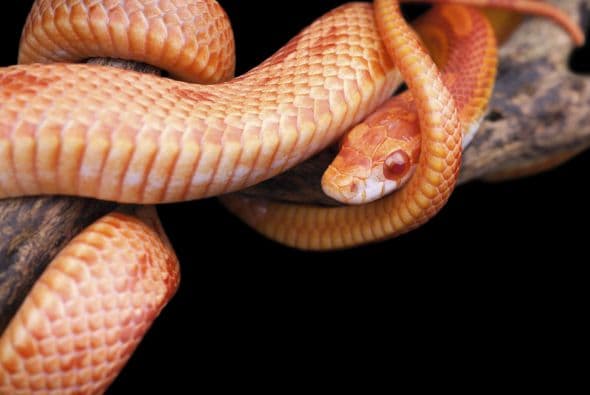 Los animales que se arrastran, los reptiles en general desde ofidios "serpientes- hasta tortugas invitan a la reflexión, indican la necesidad de explorar dentro de uno mismo para descubrir errores y enmendarlos.