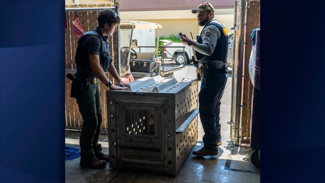 “Estamos muy agradecidos con nuestros socios de seguridad pública y estamos felices de informar que el león está sano y se encuentra muy bien”, dijo TPD.