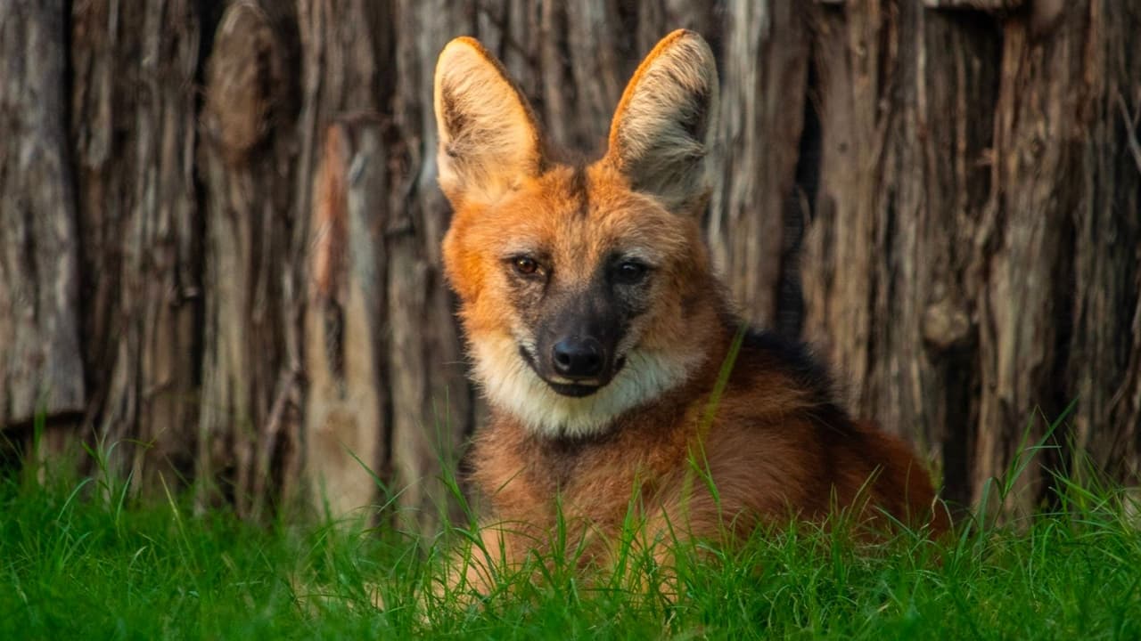 Recibirás 
<b>un certificado de adopción personalizado</b>, un informativo educativo del cuidador del zoológico y una foto exclusiva del animal elegido.