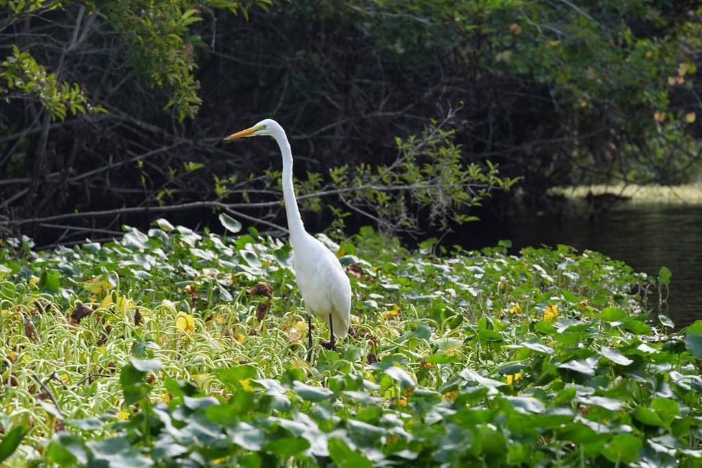 Florida azul en peligro: casi todos sus manantiales están contaminados
