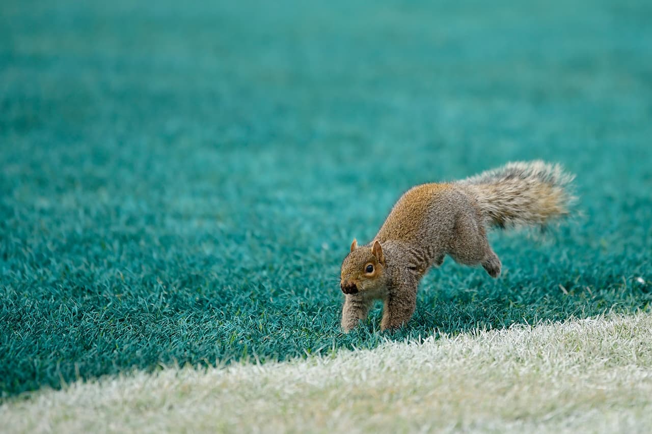 <b>Son perfectos rastreadores</b>: Las ardillas son capaces de seguir rastros de comida y encontrar hasta pequeños restos por debajo de casi un metro de nieve.
<br>