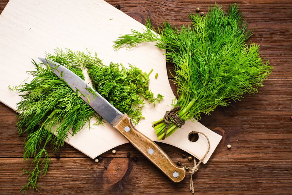 Si se colocan ramos de eneldo sobre la puerta supuestamente no podrá entrar en tu casa nadie envidioso o con malas intenciones y si lo hacen, todo se les revertirá. También se aconseja colgar ramilletes de eneldo fresco en tu cocina para que se sequen y brinden protección y serenidad a tu hogar.