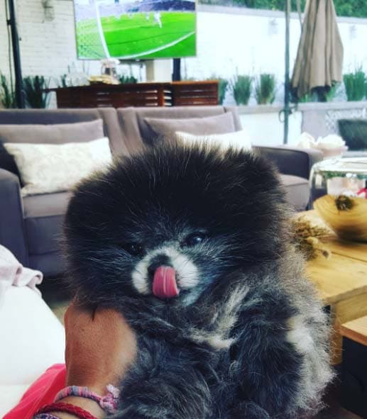 ¡Morimos de amor! Manola es una preciosura peluda. Cuando Roberta y Camila no están en casa, es la compañera perfecta para Raúl.