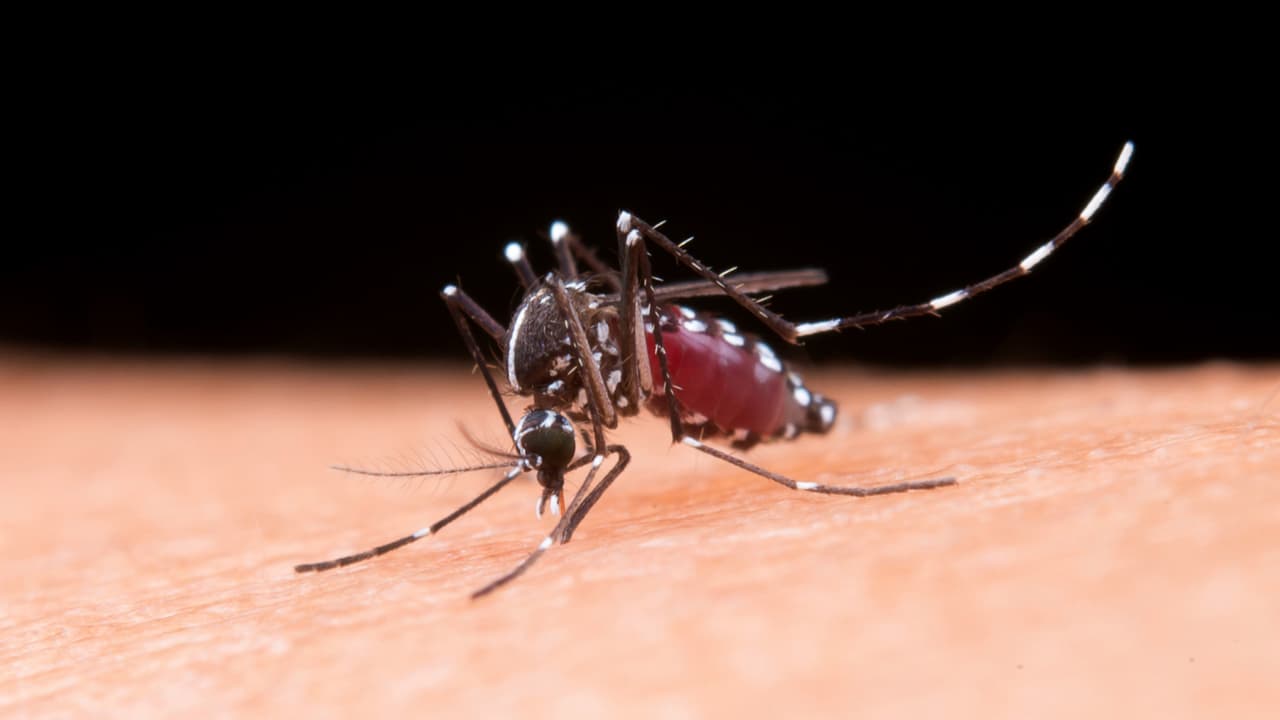 Virginia registra primer caso de dengue por transmisión local