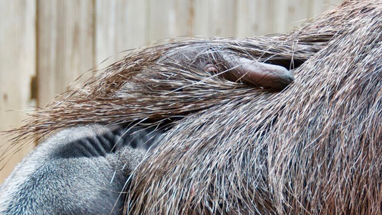 El zoológico de Houston apoya un programa de conservación de osos hormigueros gigantes y de armadillos en la naturaleza.