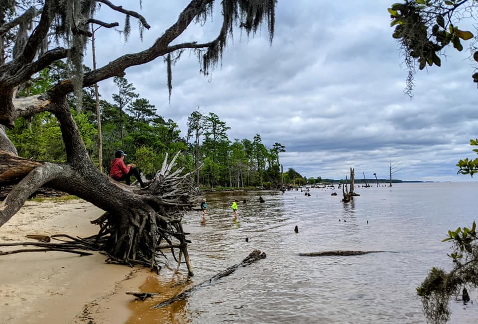 Encuentra más sobre Goose Creek State Park,
<b><a href="https://www.ncparks.gov/state-parks/goose-creek-state-park">aquí</a></b>.