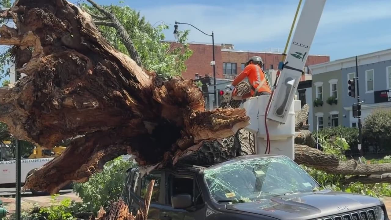 Caída de árboles por tormenta moviliza a los equipos de emergencia en Washington