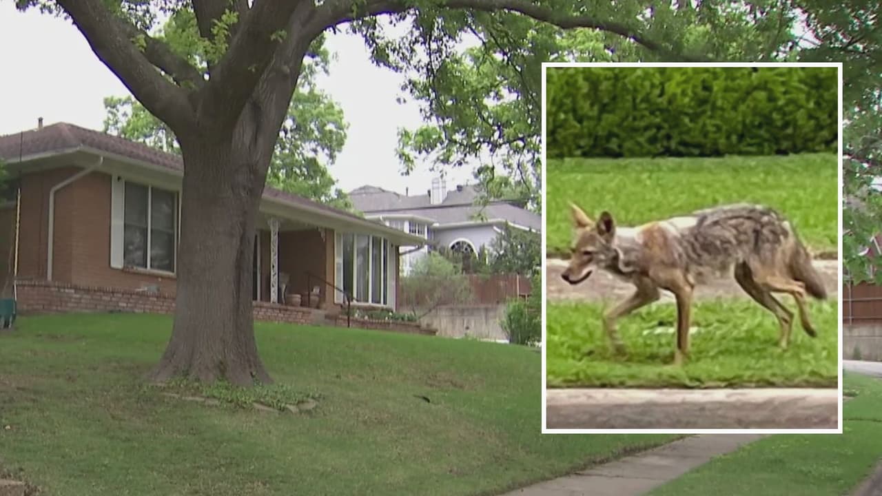 Buscan mejorar plan para evitar presencia de coyotes en la ciudad de Dallas 