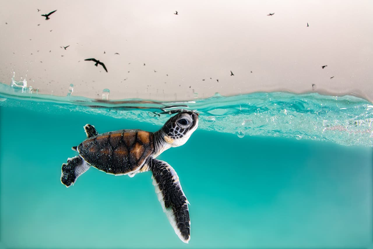 <b>‘Contra todo pronóstico’</b>
<br>
<br>Una cría de tortuga verde sale cautelosamente a la superficie del agua para buscar aire, mientras es acechada por pájaros hambrientos. Fue tomada en Queensland, Australia.
<br>
<br>Algunas fotografías del proyecto tienen una edición limitada de copias. Esto las hace prácticamente exclusivas para los que decidan comprarlas y contribuir con la iniciativa.
<br>