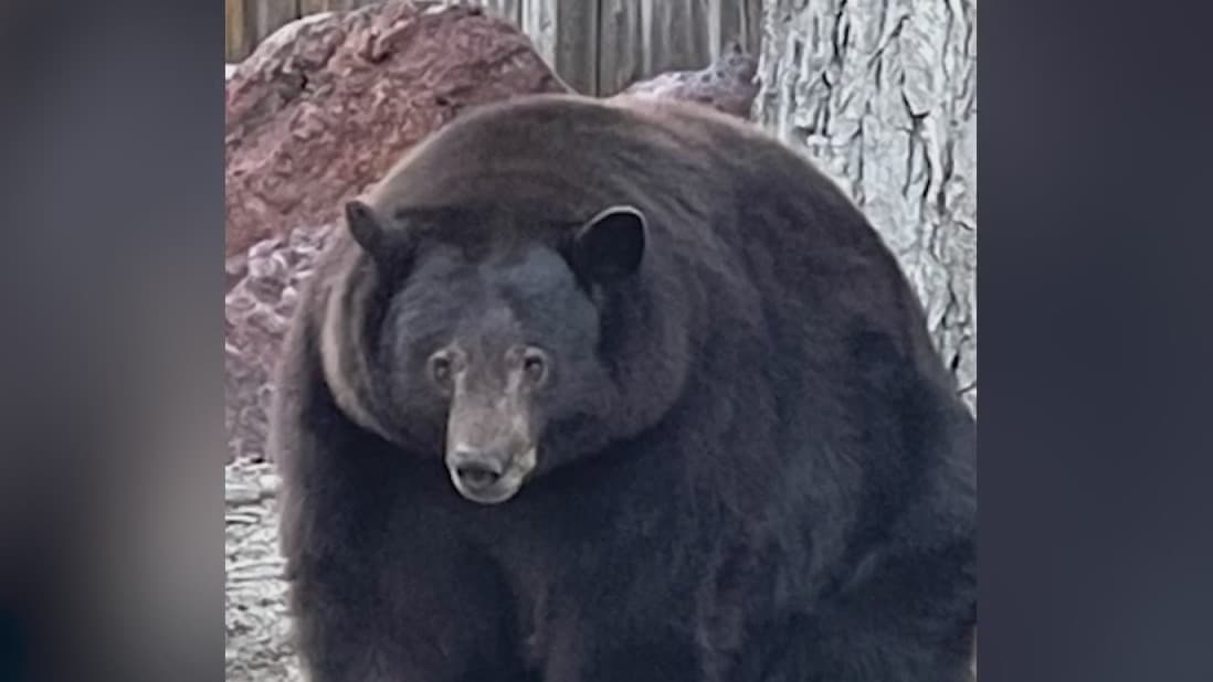 El oso 'Hank el Tanque' no es el único responsable de entrar a casas en Lake Tahoe