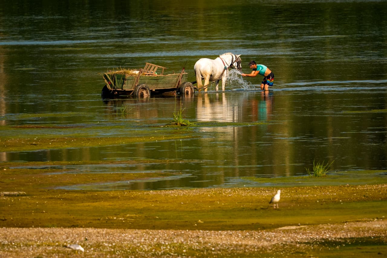 Un hombre salpica agua a un caballo para refrescarlo junto a un banco de arena en el río Danubio, ya que las áreas generalmente sumergidas quedan expuestas debido a los niveles extremadamente bajos de agua luego de un período prolongado de sequía en Roseti, Rumania, el miércoles 29 de julio de 2026.