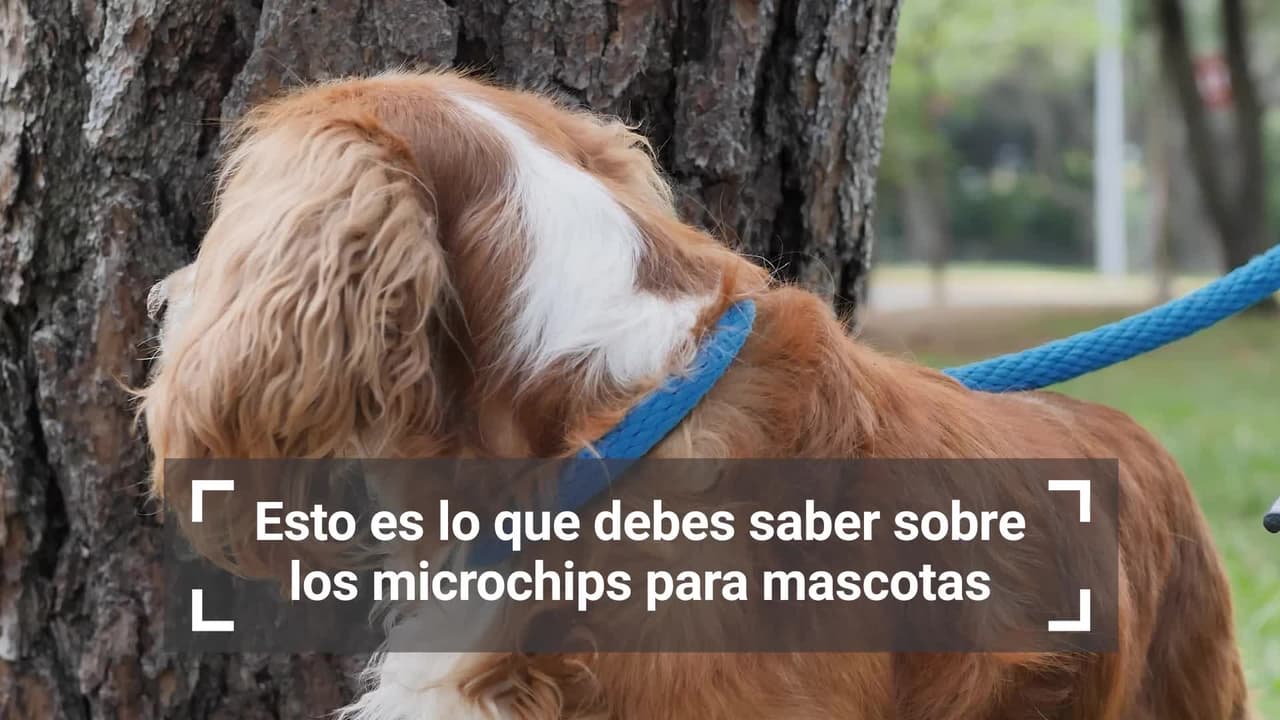 Una manera inteligente de evitar que tu mascota se pierda y ya no regrese a casa es implantándole un microchip que contendrá toda su información.