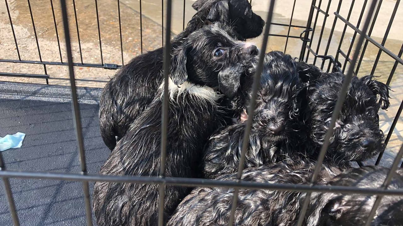 Mascotas también fueron rescatadas por los socorristas.