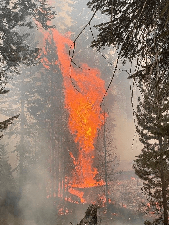 <a href="https://www.fs.usda.gov/sequoia/" target="_blank">Bosque Nacional Sequoia</a>: Las condiciones secas, las altas temperaturas y la baja humedad relativa contribuyen al comportamiento activo del fuego en el incendio SQFComplex que arde en el bosque Sequoia, al este de Porterville, CA. El complejo incluye el incendio del Castillo de 62,389 acres y el incendio de Escopeta de 498 acres, informó el 
<a href="https://twitter.com/forestservice/status/1303755134745407490" target="_blank">USDA Forest Service</a>.