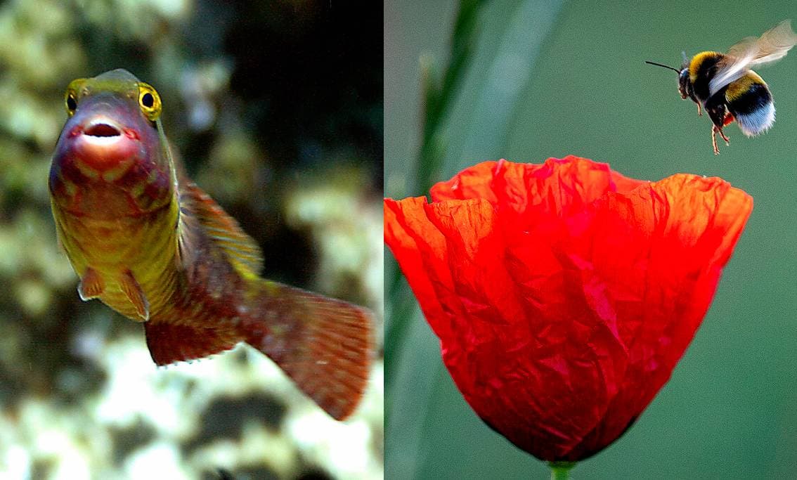 Corte de California dice que las abejas son peces