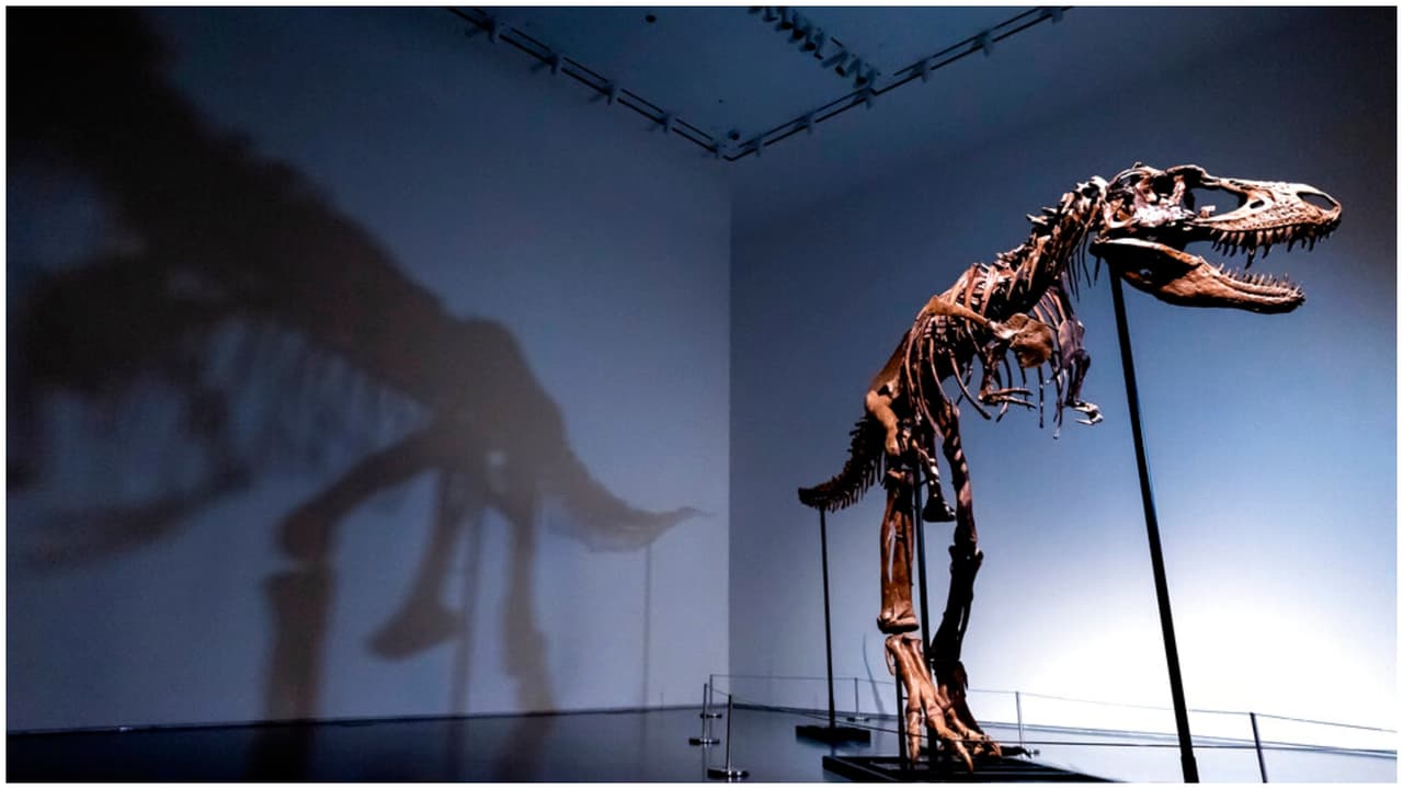 Subastan en NYC esqueleto de un gorgosaurio, una especie de dinosaurio, que vivió hace 76 millones de años