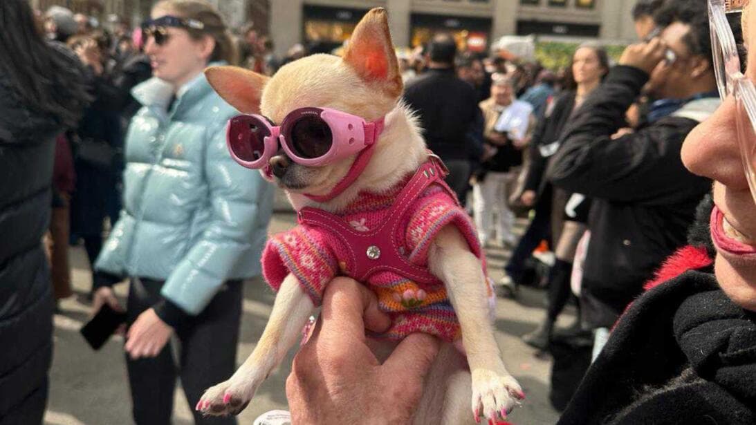 Incluso las mascotas, bien protegidas, se dieron cita en Manhattan para observar el eclipse.