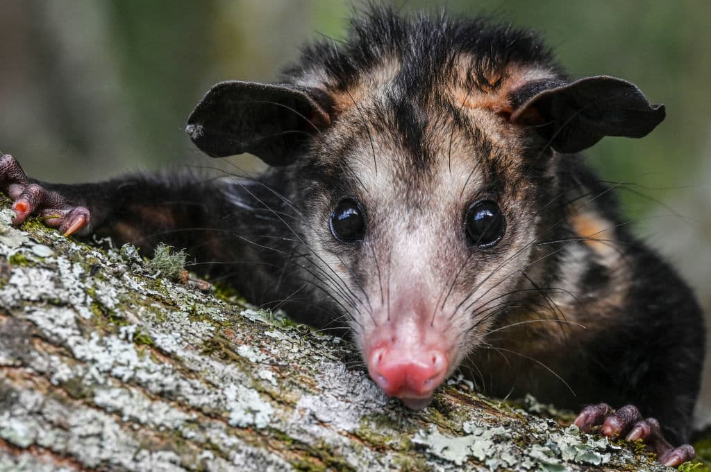 Tlacuache, también conocido como zarigüeya o zorro del monte.