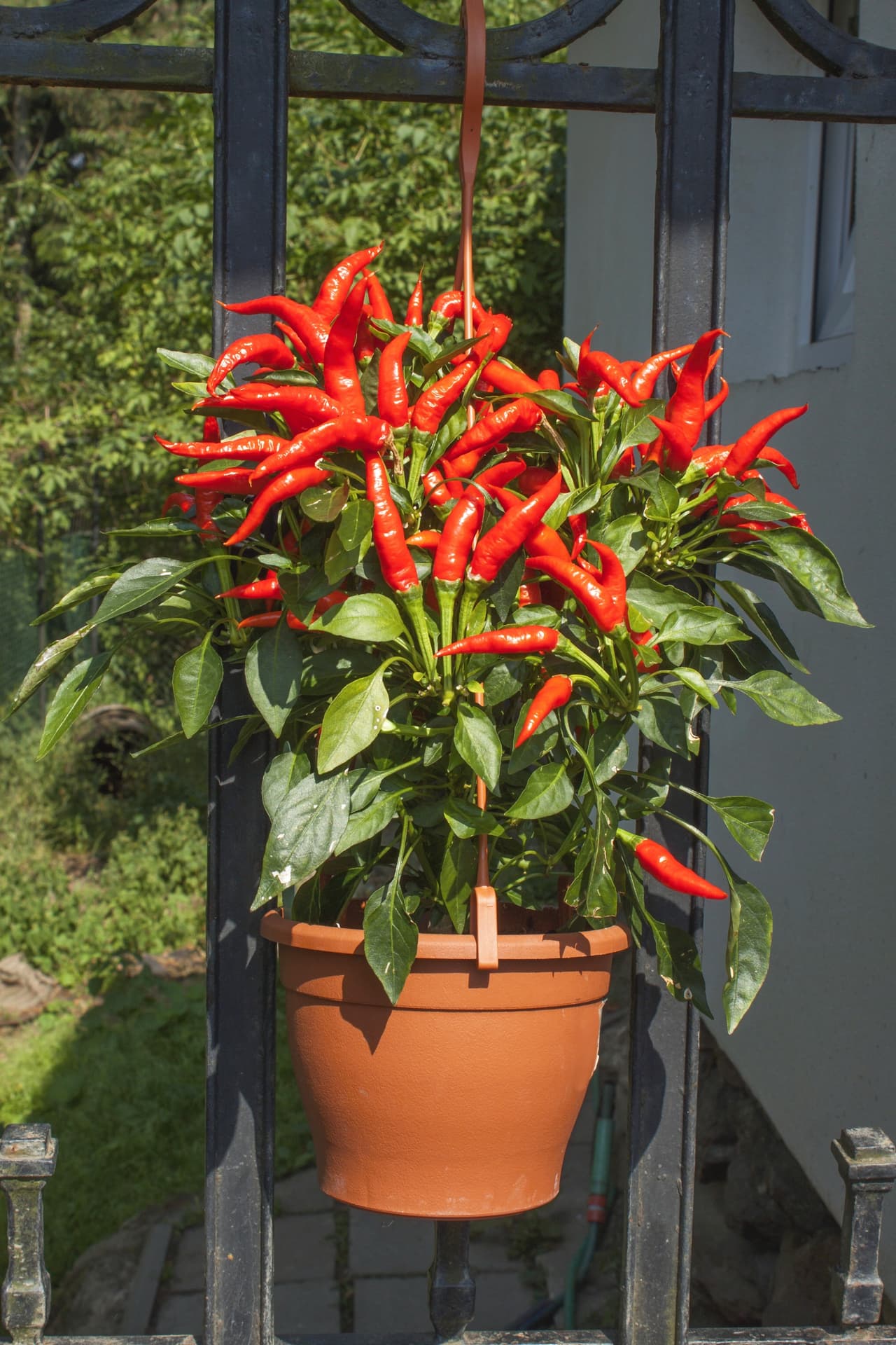 Las tradiciones latinoamericanas más antiguas, sostienen que para sanarte de esas energías, la solución es plantar un árbol de chile en la entrada de tu casa. Para que el ritual resulte efectivo debes hacerlo tú mismo, sin ayuda de nadie más.