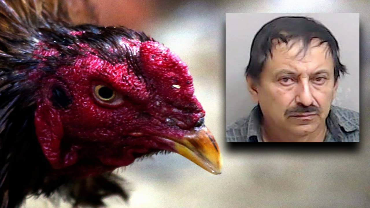 Redada en un centro clandestino de peleas de gallo incautan 77 libras de drogas y arrestan a un hombre