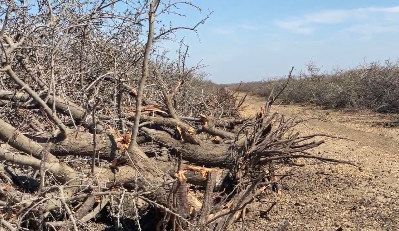 Los campos lucen desolados.