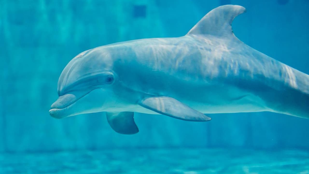 Acuario de Clearwater anuncia la muerte de su delfín 'Apollo' 